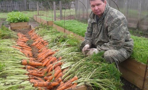 Огород для ленивых и умных: как сделать удобные и урожайные грядки Огород для ленивых и умных: как сделать удобные и урожайные грядки