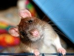 Утеплитель для стен внутри дома на даче: какой лучше выбрать и какой толщины он должен быть Утеплитель для стен внутри дома на даче: какой лучше выбрать и какой толщины он должен быть