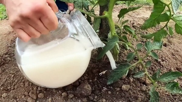 Как получить крепкие и качественные саженцы Как получить крепкие и качественные саженцы