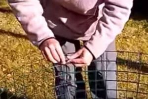 Компостная яма своими руками варианты: пошаговая инструкция с фото и видео