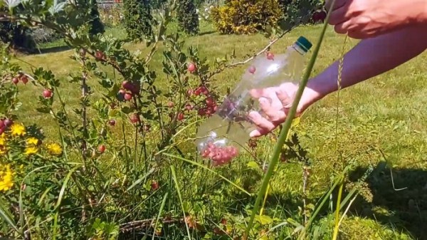Как ПЭТ бутылки сделать приспособление для безопасного сбора ягод Как ПЭТ бутылки сделать приспособление для безопасного сбора ягод