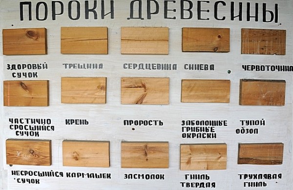 Как выбрать древесину для постройки дома: какая порода лучше