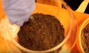 Флорариум — что это и как его сделать своими руками Флорариум — что это и как его сделать своими руками