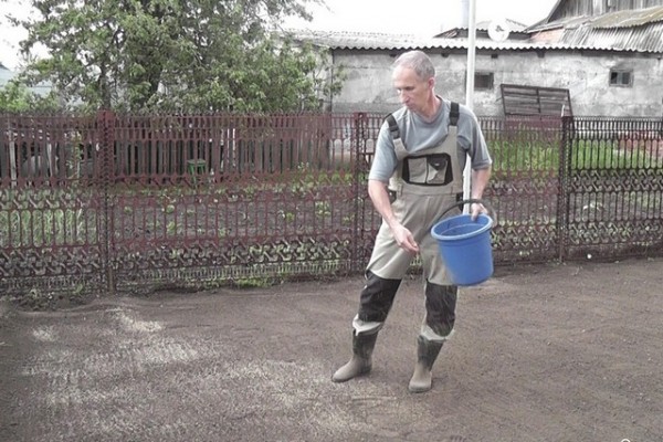 Газон своими руками: виды и пошаговая инструкция по посадке