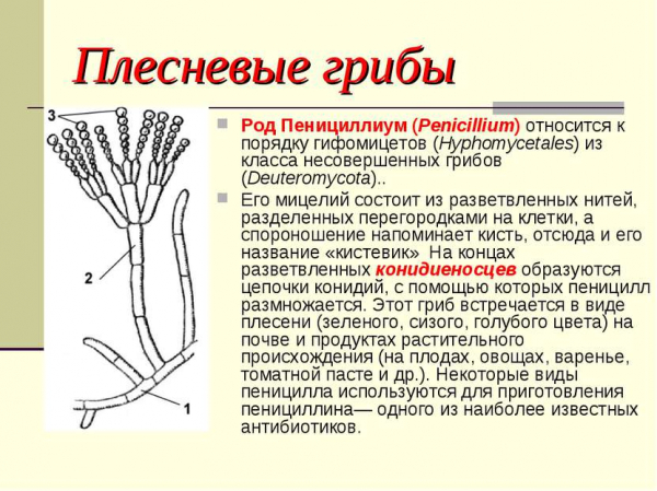 Как избавиться от чёрной плесени &mdash; советы, проверенные способы и средства
