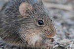 Отделка фундамента дома под камень своими руками: пошаговая инструкция с фото