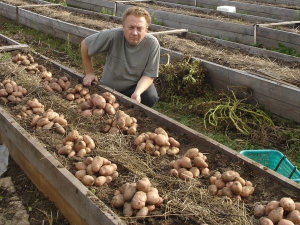 Высокие грядки своими руками: пошагово делаем из досок на даче Высокие грядки своими руками: пошагово делаем из досок на даче