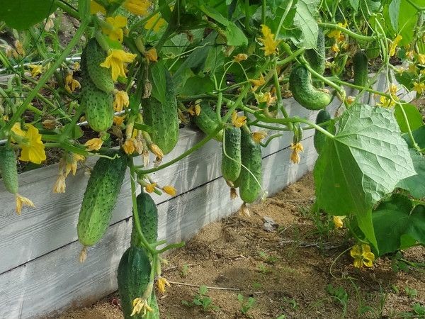 Высокие грядки своими руками: пошагово делаем из досок на даче Высокие грядки своими руками: пошагово делаем из досок на даче