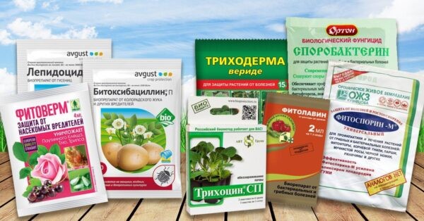 Лучшее средство от клещей: ТОП-16 препаратов для обработки участка, для защиты людей и домашних животных Лучшее средство от клещей: ТОП-16 препаратов для обработки участка, для защиты людей и домашних животных