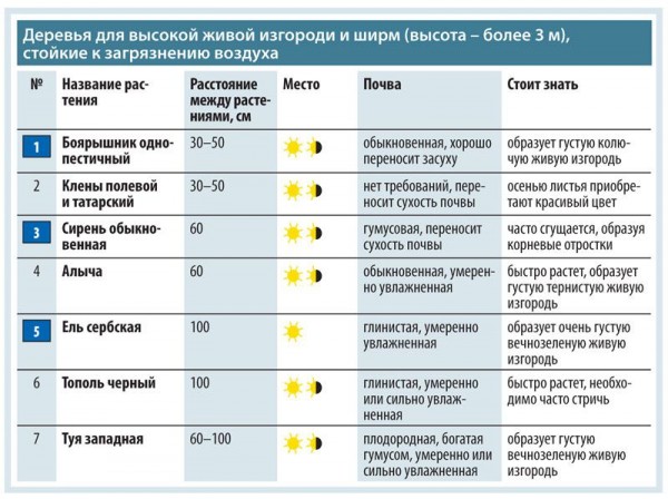 Живая изгородь на даче своими руками: какие растения лучше выбрать, пошаговый процесс монтажа Живая изгородь на даче своими руками: какие растения лучше выбрать, пошаговый процесс монтажа