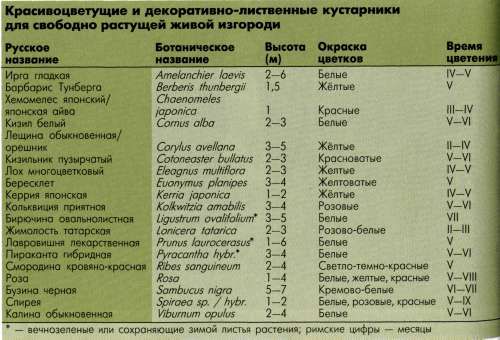 Живая изгородь на даче своими руками: какие растения лучше выбрать, пошаговый процесс монтажа Живая изгородь на даче своими руками: какие растения лучше выбрать, пошаговый процесс монтажа