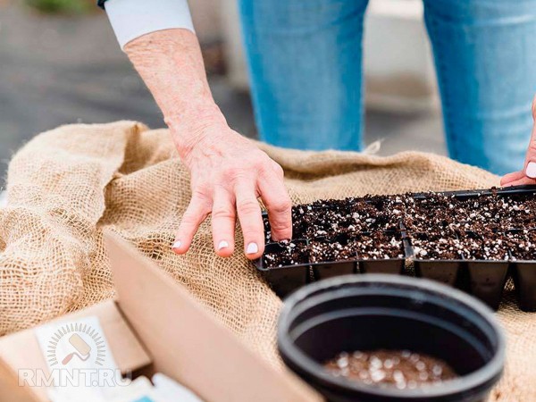 Как подготовиться к выращиванию рассады Как подготовиться к выращиванию рассады